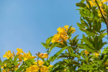 Çiçek açan tekoma, gökyüzüne sarı çiçekler diker. Seçici odaklanma. Doğa.