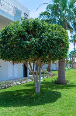 Doğada büyüyen bir penis. Seçici odaklanma. Doğa.