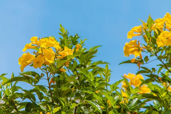 Flor Tekoma Erecto Flores Amarillas Contra Cielo Enfoque Selectivo Naturaleza — Foto de Stock