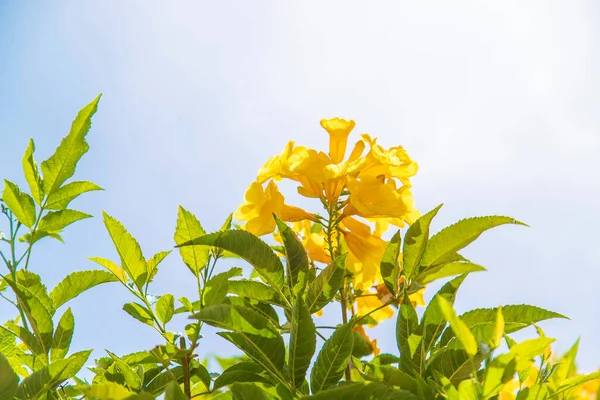 Bloeiende Tekoma Rechtop Gele Bloemen Tegen Hemel Selectieve Focus Aard — Stockfoto