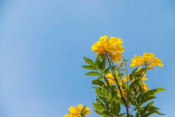 Çiçek Açan Tekoma Gökyüzüne Sarı Çiçekler Diker Seçici Odaklanma Doğa — Stok fotoğraf