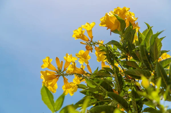 盛开的茶科植物在天空中直立着黄色的花朵 有选择的重点 — 图库照片