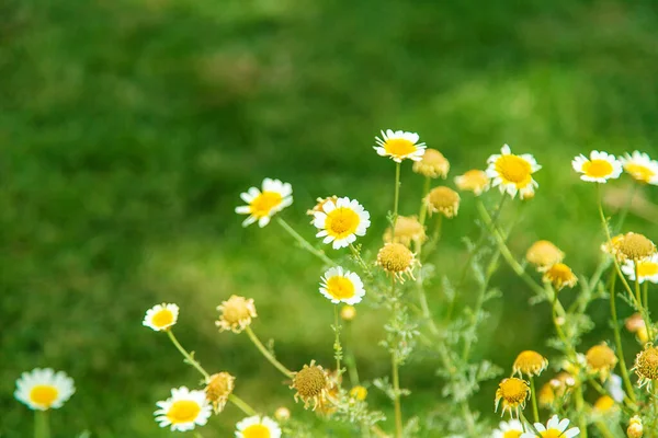 Blommande Kamomill Trädgården Selektivt Fokus Natur — Stockfoto