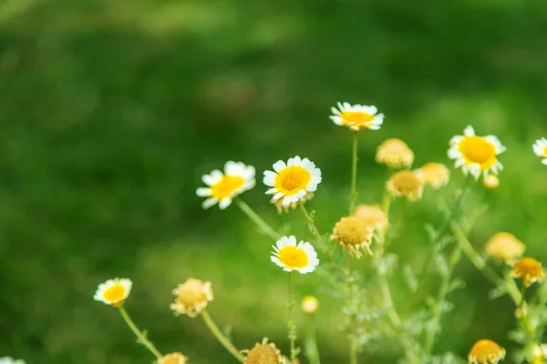 Blommande Kamomill Trädgården Selektivt Fokus Natur — Stockfoto