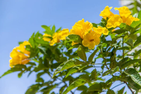 Blommande Tekom Upprätt Gula Blommor Mot Himlen Selektivt Fokus Natur — Stockfoto