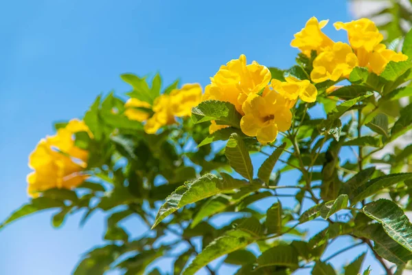 盛开的茶科植物在天空中直立着黄色的花朵 有选择的重点 — 图库照片