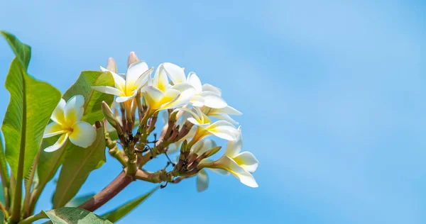 Kwitnące Kwiaty Plumerii Pod Niebem Wybiórcze Skupienie Przyroda — Zdjęcie stockowe