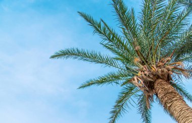 Avuç içi yaprakları gökyüzüne karşı. Seçici odaklanma. Doğa.