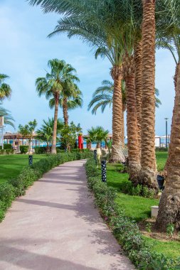 Palmiye yaprakları sahile çıkar. Seçici odaklanma. Doğa.