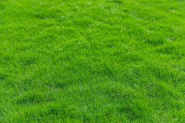 Çimenler güzel yeşil dokular. Seçici odaklanma. Doğa.