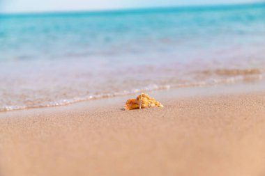Deniz kıyısında güzel bir deniz kabuğu. Seçici odaklanma. Doğa.