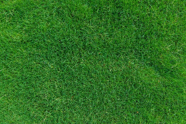 芝生の草の美しい緑の質感 選択的フォーカス — ストック写真