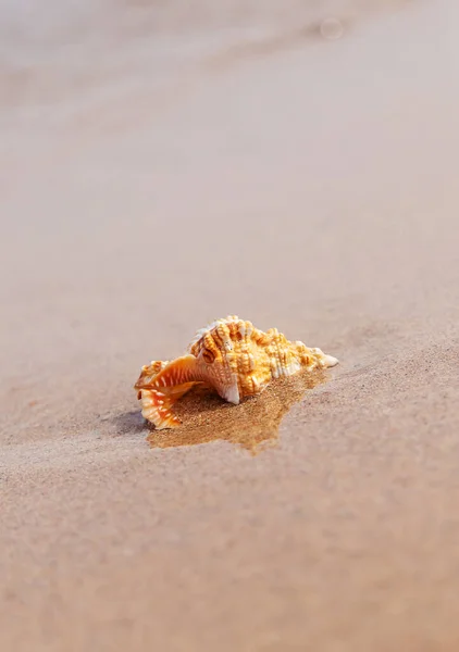 Красивая Раковина Берегу Моря Выборочный Фокус Природа — стоковое фото