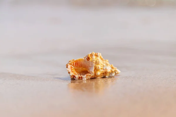 Beautiful shell on the seashore. Selective focus. nature.