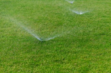 Çimleri suyla suluyorum. Seçici odaklanma. Doğa.