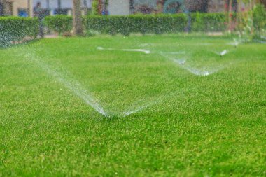 Çimleri suyla suluyorum. Seçici odaklanma. Doğa.