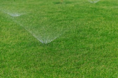 Çimleri suyla suluyorum. Seçici odaklanma. Doğa.