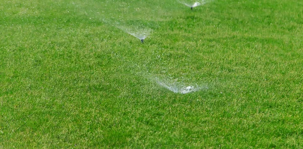 Rasenrasen Mit Wasser Gießen Selektiver Fokus Natur — Stockfoto