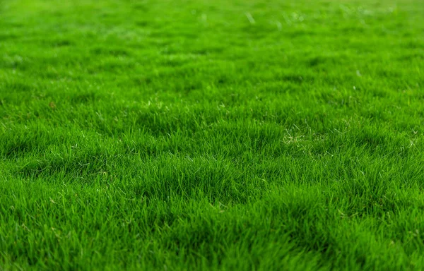 Rasen Gras Close Grün Viel Selektiver Fokus Natur — Stockfoto