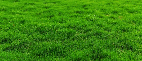 Prato Erba Primo Piano Verde Lotto Concentrazione Selettiva Natura — Foto Stock