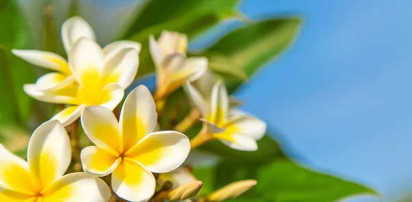 Blommande Plumeria Blommor Mot Himlen Selektivt Fokus Natur — Stockfoto