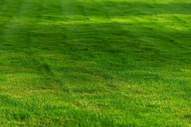 Çimenler güzel yeşil dokular. Seçici odaklanma. Doğa.