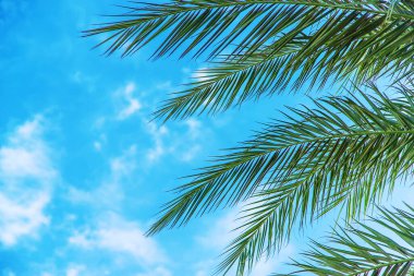 Gökyüzünün arka planında palmiye yaprakları. Seçici odaklanma. Doğa.