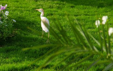 Mısır balıkçıl kuşu çimlerin üzerinde. Seçici odaklanma. Doğa.