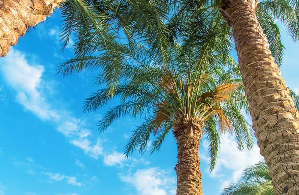 Palm trees leaves on a background of the sky. Selective focus. nature.