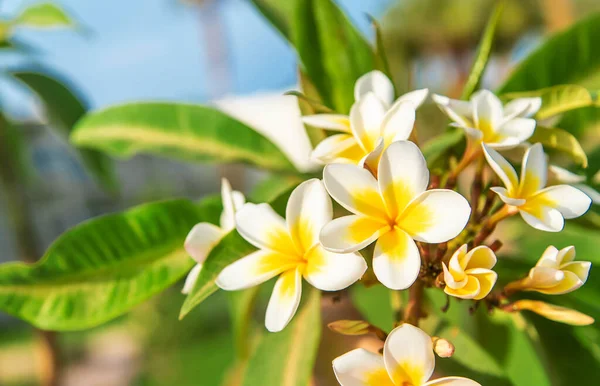 Blommande Plumeria Blommor Mot Himlen Selektivt Fokus Natur — Stockfoto