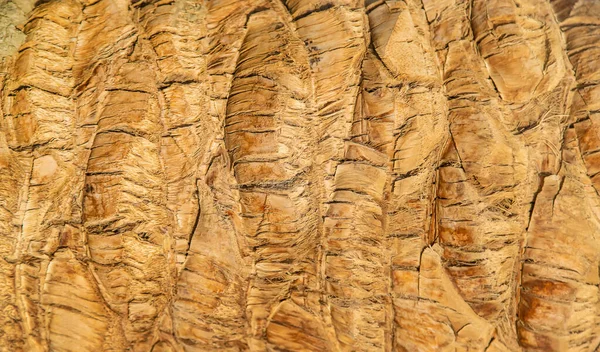 Palm Träd Bark Textur Bakgrund Selektivt Fokus Natur — Stockfoto
