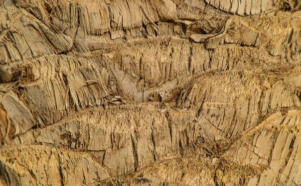 Palm Träd Bark Textur Bakgrund Selektivt Fokus Natur — Stockfoto