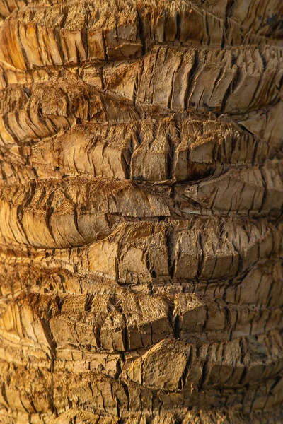 Palm Träd Bark Textur Bakgrund Selektivt Fokus Natur — Stockfoto