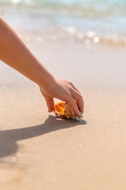 Çocuk deniz kıyısında bir deniz kabuğu alır. Seçici odaklanma. Doğa.