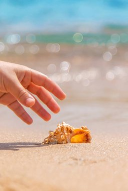 Çocuk deniz kıyısında bir deniz kabuğu alır. Seçici odaklanma. Doğa.