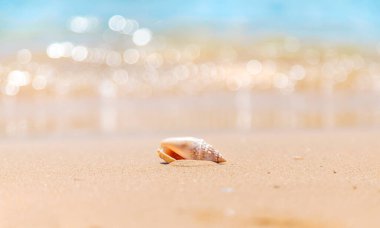 Sahildeki deniz kabuğu. Seçici odaklanma. Doğa.