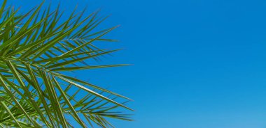 Gökyüzünün arka planında palmiye yaprakları. Seçici odaklanma. Doğa.
