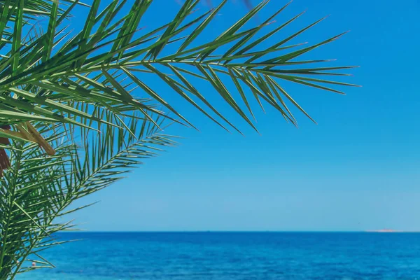 Palmbomen Bladeren Een Achtergrond Van Lucht Selectieve Focus Aard — Stockfoto