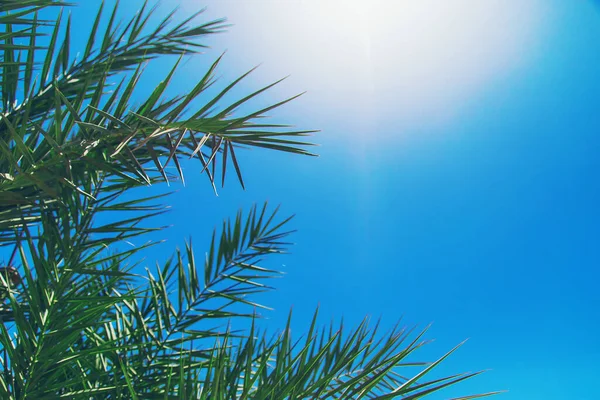 Foglie Palme Uno Sfondo Del Cielo Concentrazione Selettiva Natura — Foto Stock