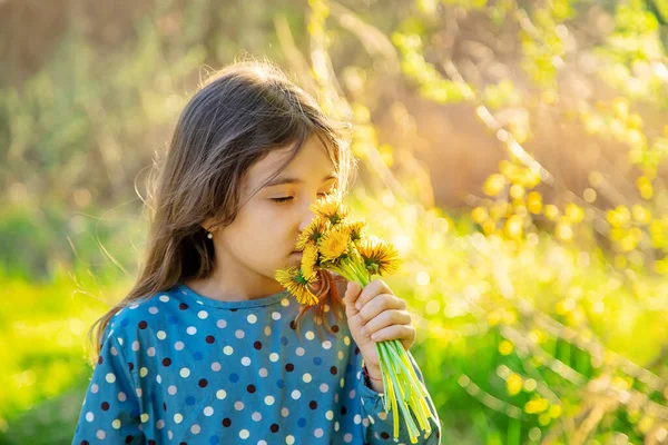 Dziewczynka Wącha Kwiatki Mniszka Lekarskiego Wybiórcze Skupienie Alergia Natura — Zdjęcie stockowe