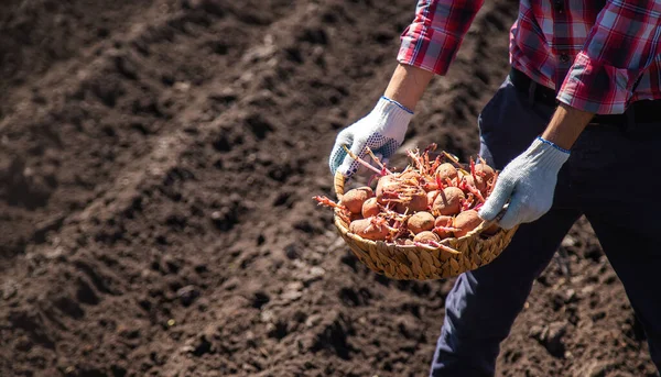 Een Man Plant Aardappelen Tuin Selectieve Focus Natuur — Stockfoto