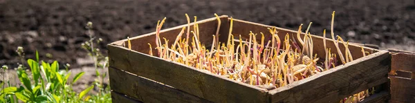 Planta Batatas Germinadas Jardim Foco Seletivo Natureza — Fotografia de Stock