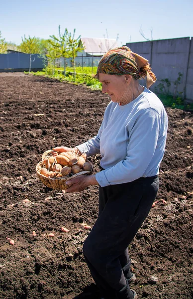 Granny Planting Sprouted Potatoes Garden Selective Focus Nature — Stock Photo, Image