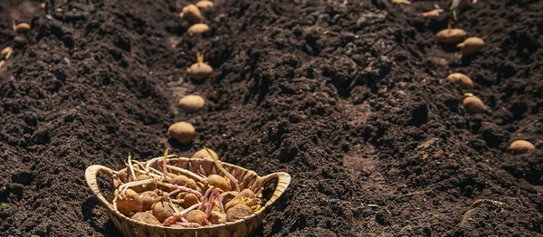 Рослина Проросла Картоплею Саду Вибірковий Фокус Природа — стокове фото