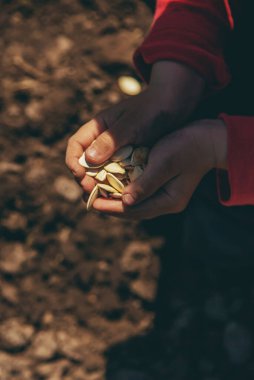 Bahçeye tohum ekin. Seçici odaklanma. Doğa.
