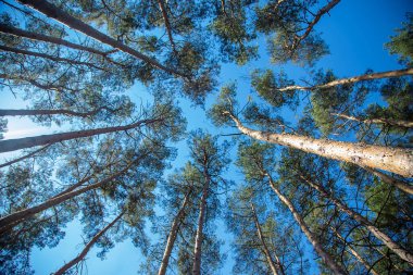 Ağaçlar orman ve yaz gökyüzü. Seçici odaklanma. Doğa.