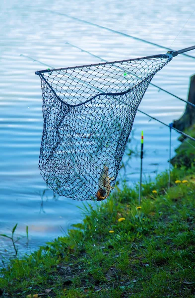 Pêcher Poisson Dans Filet Concentration Sélective Nature — Photo