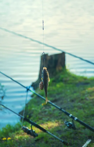 Fishing fish on the hook. Selective focus. nature.