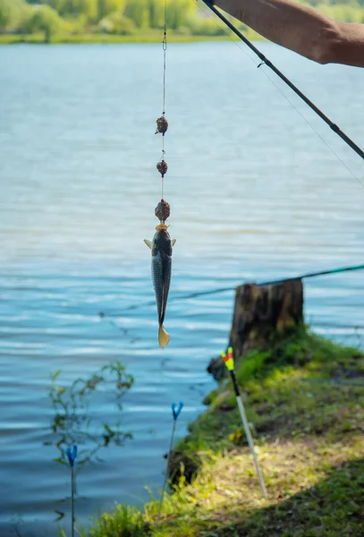 Pêcher Poisson Hameçon Concentration Sélective Nature — Photo