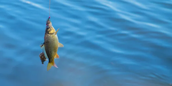 Vissen Vis Aan Haak Selectieve Focus Aard — Stockfoto